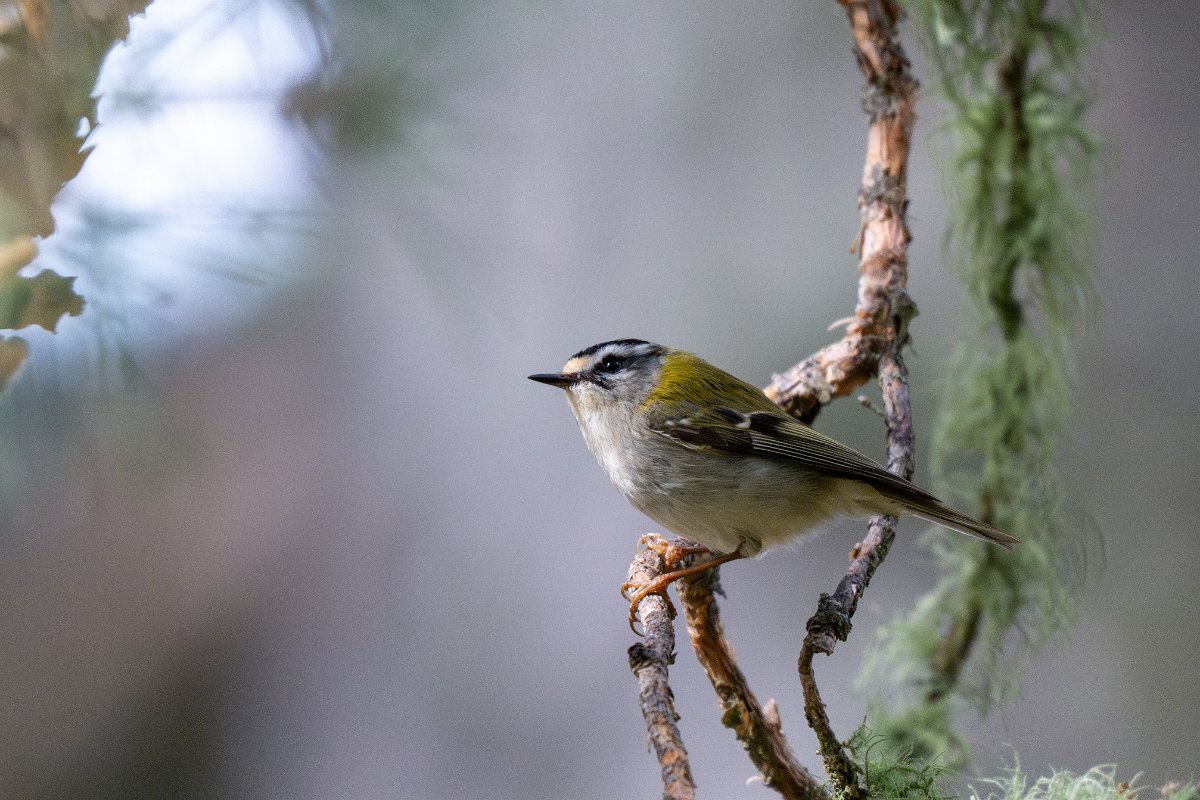 DPPhotography - Extremadura - Firecrest - A.jpg - Firecrest - Parador de Gredos, Castilla y León