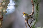 DPPhotography - Extremadura - Firecrest - C