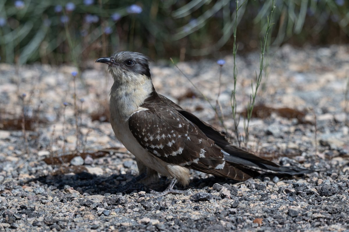 DPPhotography - Extremadura - Great spotted cuckoo - B.jpg - Great spotted cuckoo - Río Magasca, Extremadura