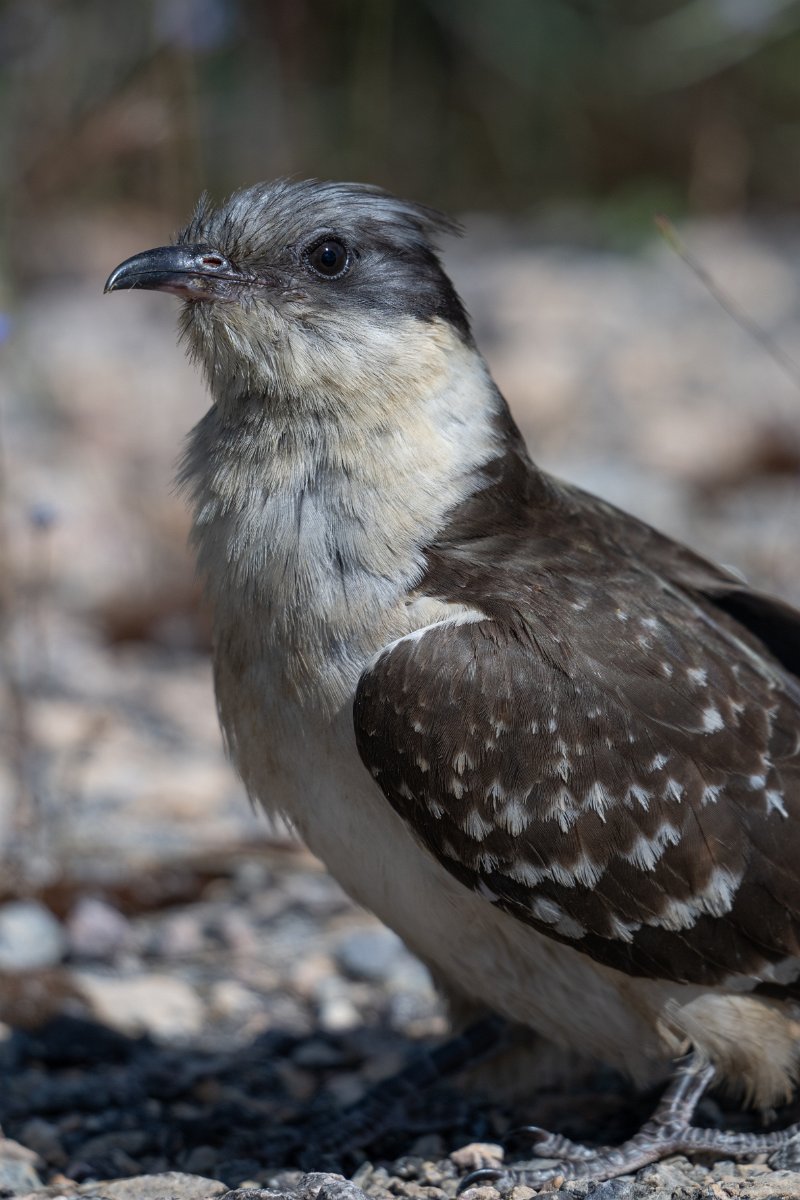 DPPhotography - Extremadura - Great spotted cuckoo - D.jpg - Great spotted cuckoo - Río Magasca, Extremadura