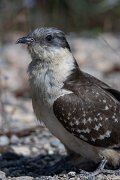DPPhotography - Extremadura - Great spotted cuckoo - D