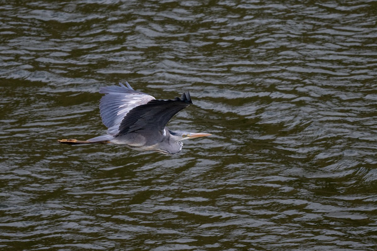 DPPhotography - Extremadura - Grey heron - B.jpg - Grey heron - - Peña Falcon, Monfragüe
