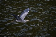 DPPhotography - Extremadura - Grey heron - A