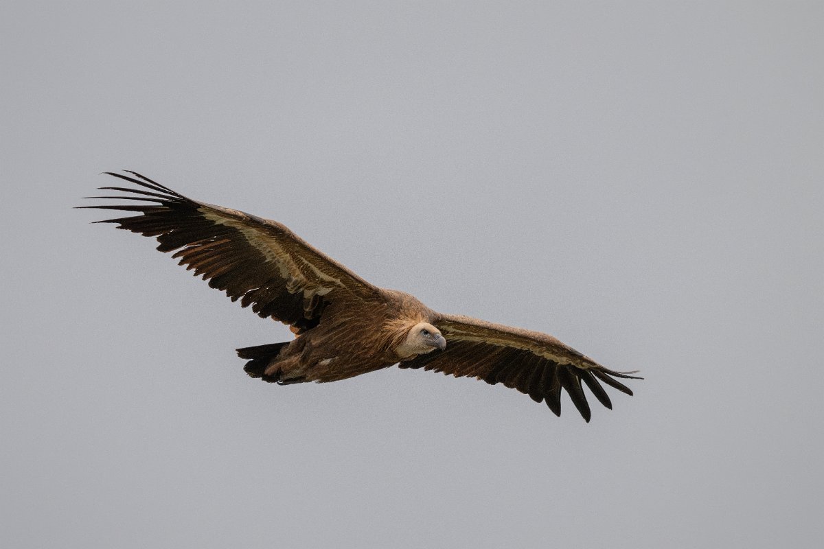 DPPhotography - Extremadura - Griffon vulture - A.jpg - Griffon vulture - Castillo de Monfragüe, Extremadura