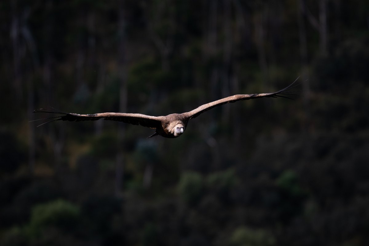 DPPhotography - Extremadura - Griffon vulture - AE.jpg - Griffon vulture - Peña Falcon, Monfragüe