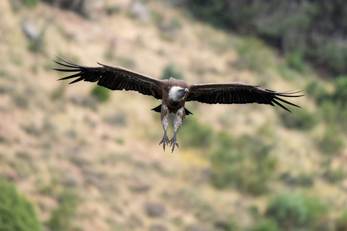DPPhotography - Extremadura - Griffon vulture - AJ.jpg - Griffon vulture - Peña Falcon, Monfragüe