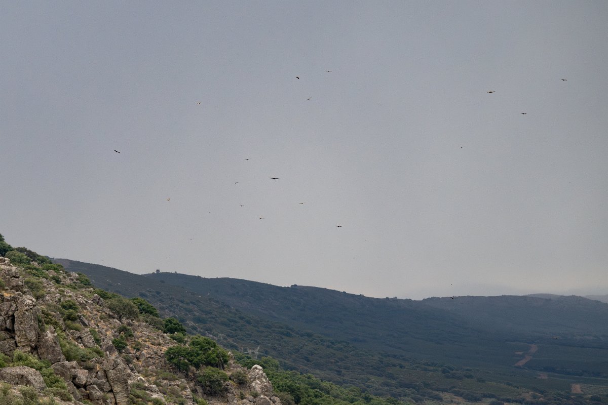 DPPhotography - Extremadura - Griffon vulture - B.jpg - Griffon vulture - Castillo de Monfragüe, Extremadura