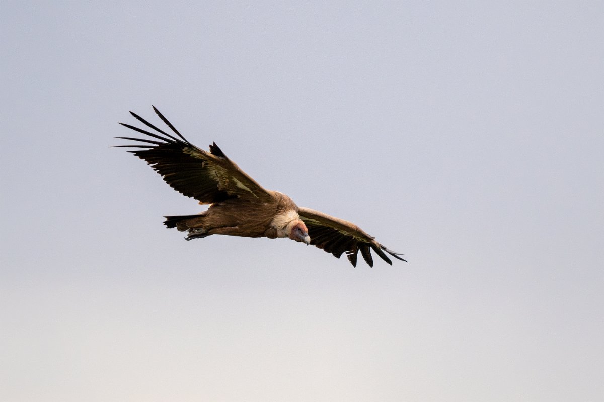 DPPhotography - Extremadura - Griffon vulture - E.jpg - Griffon vulture - Castillo de Monfragüe, Extremadura