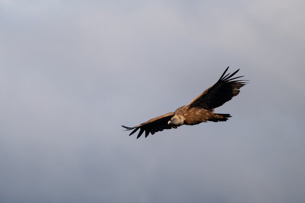 DPPhotography - Extremadura - Griffon vulture - M.jpg - Griffon vulture - Castillo de Monfragüe, Extremadura