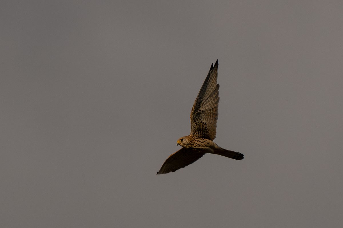DPPhotography - Extremadura - Lesser kestrel - C.jpg - Lesser kestrel, - Trujillo, Extremadura