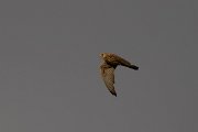 DPPhotography - Extremadura - Lesser kestrel - A