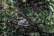 DPPhotography - Extremadura - Long-tailed tit - A