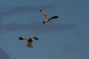 DPPhotography - Extremadura - Montagu's harrier - B