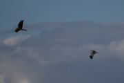DPPhotography - Extremadura - Montagu's harrier - G