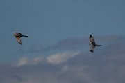 DPPhotography - Extremadura - Montagu's harrier - H