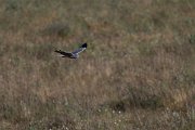 DPPhotography - Extremadura - Montagu's harrier - I