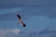 DPPhotography - Extremadura - Montagu's harrier - K