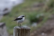 DPPhotography - Extremadura - Northern wheatear - D