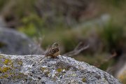 DPPhotography - Extremadura - Ortolan bunting - C