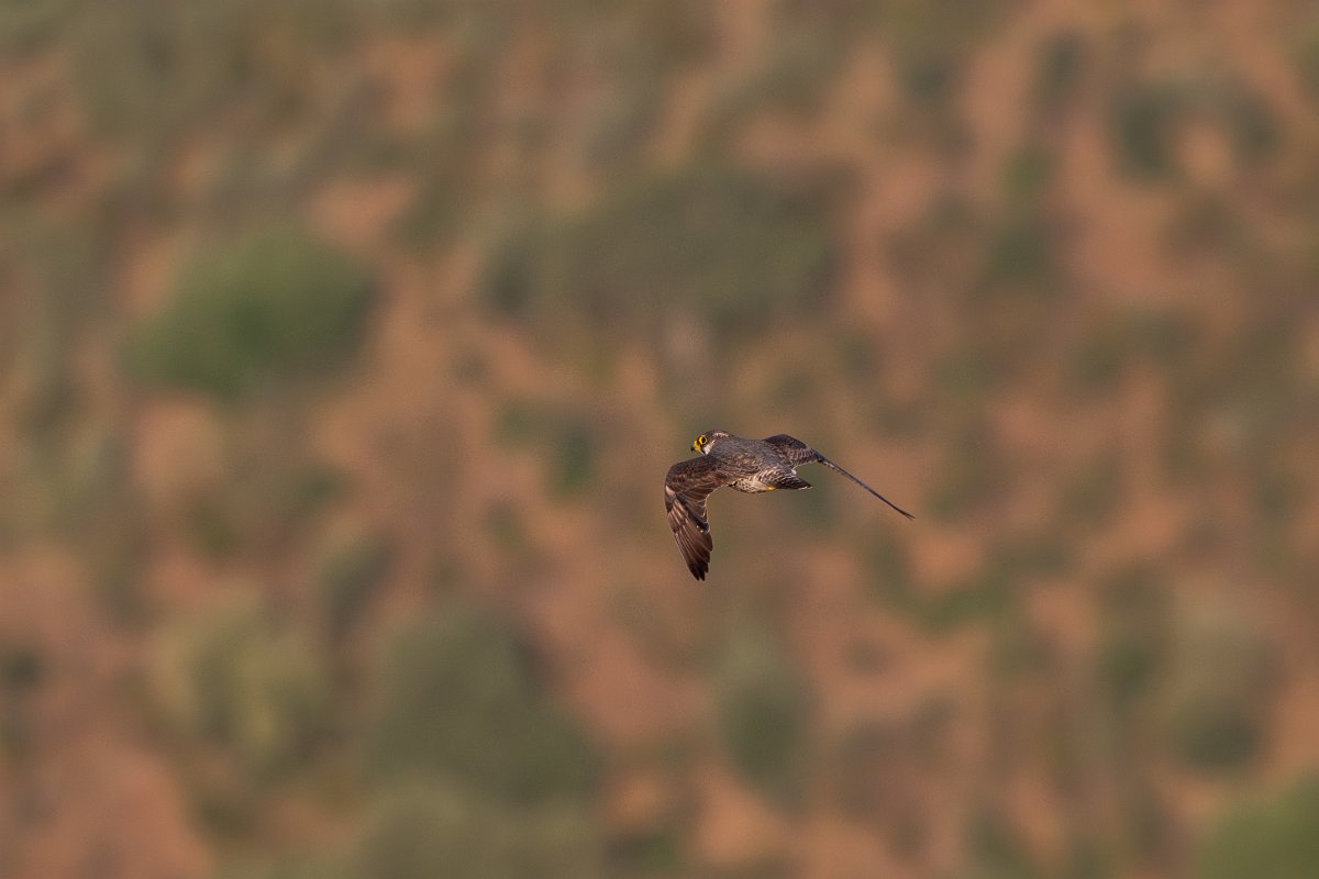 DPPhotography - Extremadura - Peregrine - B.jpg - Peregrine - Castillo de Monfrague, Extremadura