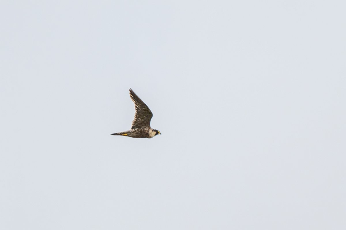 DPPhotography - Extremadura - Peregrine - E.jpg - Peregrine - La Covatilla, Sierra de Bejar, Castilla y León