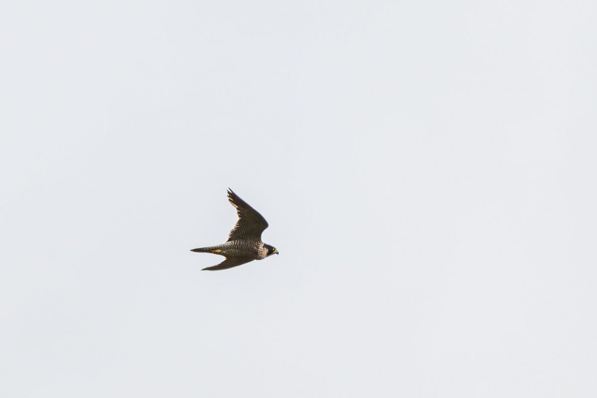 DPPhotography - Extremadura - Peregrine - F.jpg - Peregrine - La Covatilla, Sierra de Bejar, Castilla y León