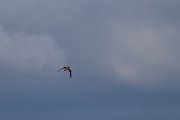 DPPhotography - Extremadura - Peregrine - C