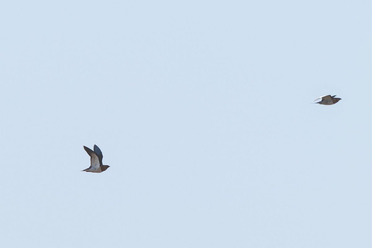 DPPhotography - Extremadura - Pin-tailed sandgrouse - A.jpg - Pin-tailed sandgrouse - Trujillo Plains, Extremadura