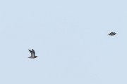 DPPhotography - Extremadura - Pin-tailed sandgrouse - A