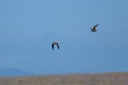 DPPhotography - Extremadura - Pin-tailed sandgrouse - B