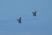 DPPhotography - Extremadura - Pin-tailed sandgrouse - C