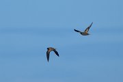 DPPhotography - Extremadura - Pin-tailed sandgrouse - E