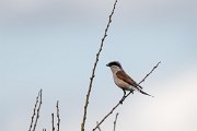 DPPhotography - Extremadura - Red-backed shrike - A