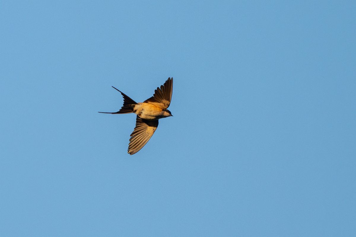 DPPhotography - Extremadura - Red-rumped swallow - C.jpg - Red-rumped swallow - Castillo de Monfragüe, Extremadura