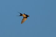 DPPhotography - Extremadura - Red-rumped swallow - B