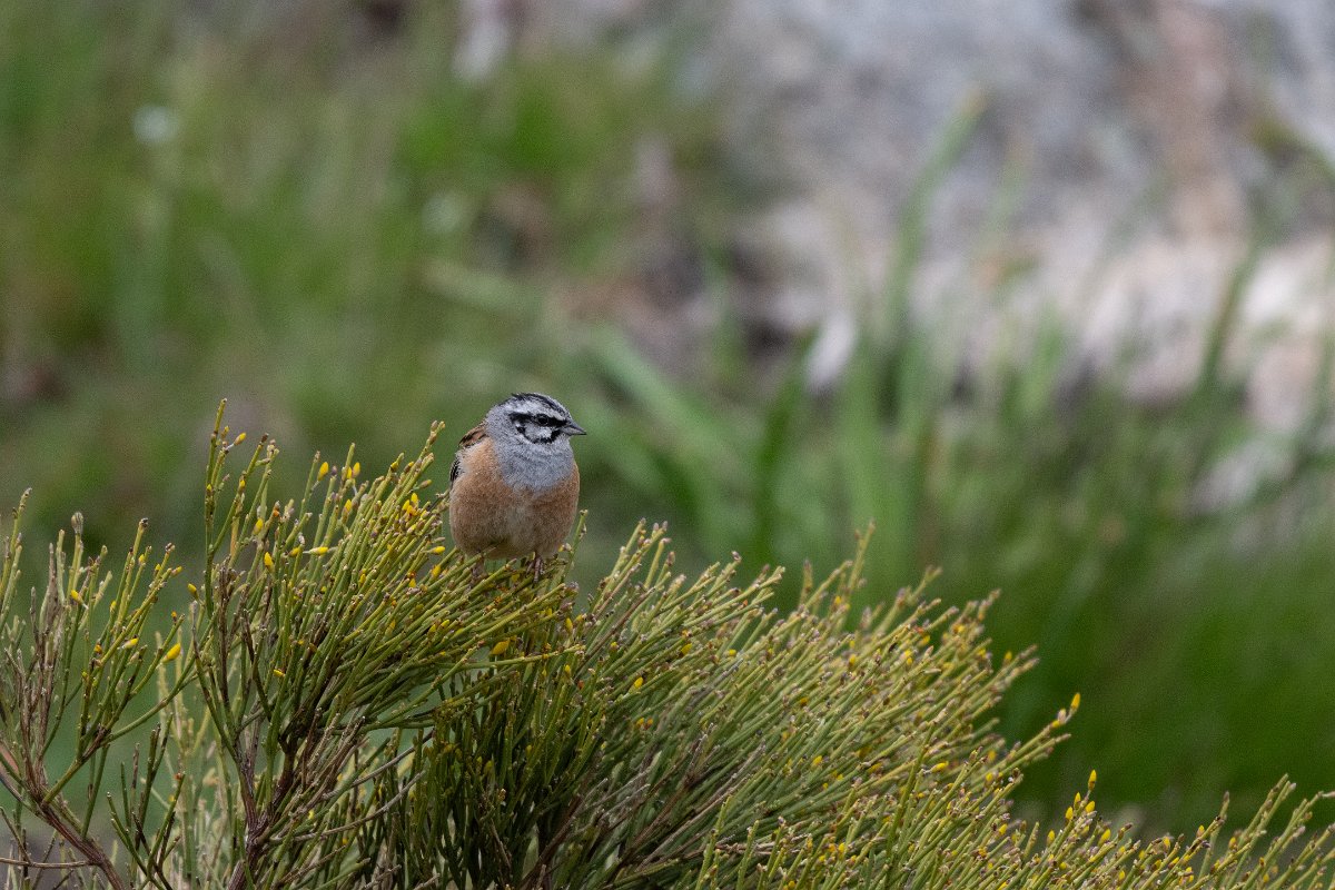DPPhotography - Extremadura - Rock bunting - A.jpg - Rock bunting - Plataforma de Gredos, Castilla y León
