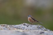DPPhotography - Extremadura - Rock bunting - C