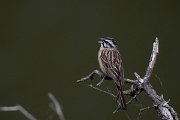 DPPhotography - Extremadura - Rock bunting - H
