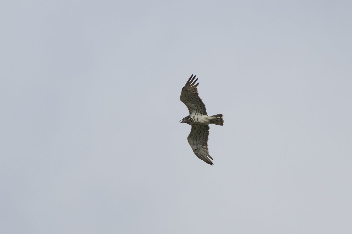 DPPhotography - Extremadura - Short-toed snake eagle - A.jpg - Short-toed snake eagle - Portilla del Tietar, Extremadura