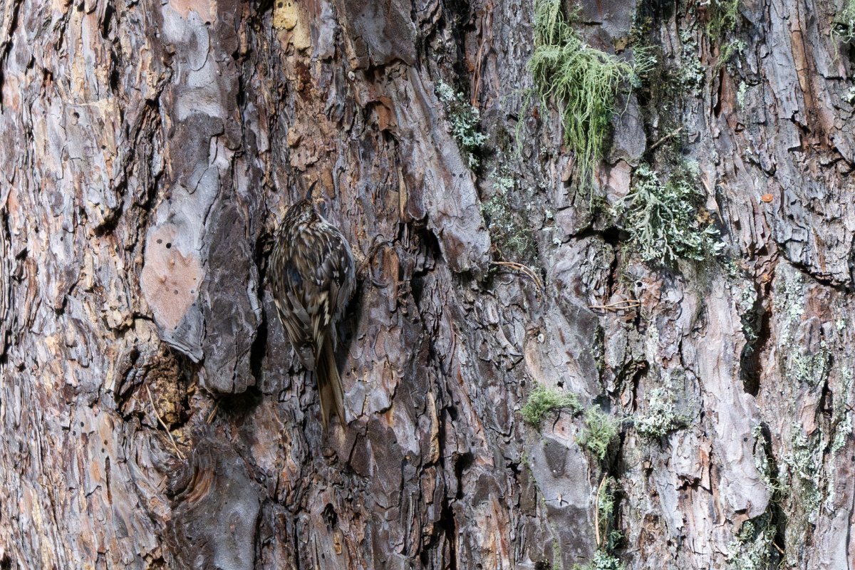 DPPhotography - Extremadura - Short-toed snake eagle - A.jpg - Short-toed treecreeper - Parador de Gredos, Castilla y León