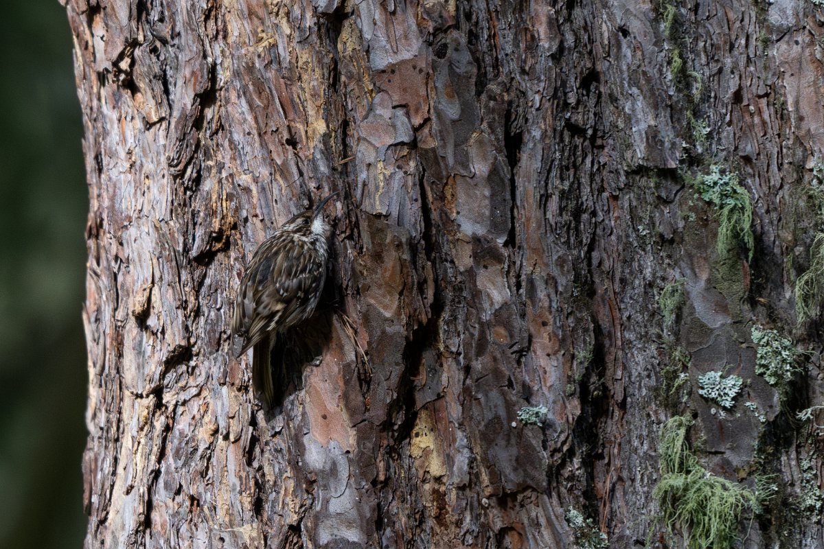 DPPhotography - Extremadura - Short-toed snake eagle - B.jpg - Short-toed treecreeper - Parador de Gredos, Castilla y León