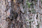 DPPhotography - Extremadura - Short-toed snake eagle - A