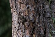 DPPhotography - Extremadura - Short-toed snake eagle - C