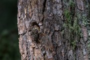 DPPhotography - Extremadura - Short-toed snake eagle - D