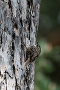DPPhotography - Extremadura - Short-toed snake eagle - G