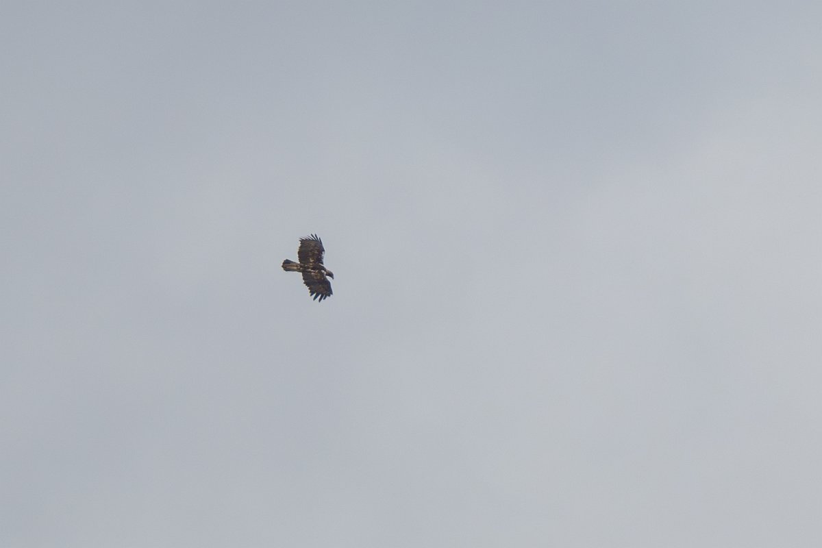 DPPhotography - Extremadura - Spanish imperial eagle - C.jpg - Spanish imperial eagle - Portilla del Tietar, Extremadura