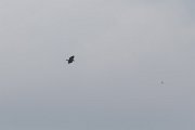 DPPhotography - Extremadura - Spanish imperial eagle - B