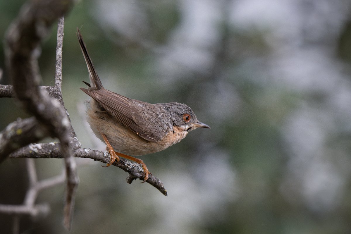 DPPhotography - Extremadura - Western subalpine warbler - C.jpg - Western subalpine warbler - Puentes de Don Francisco, Embalse de José María de Oriol