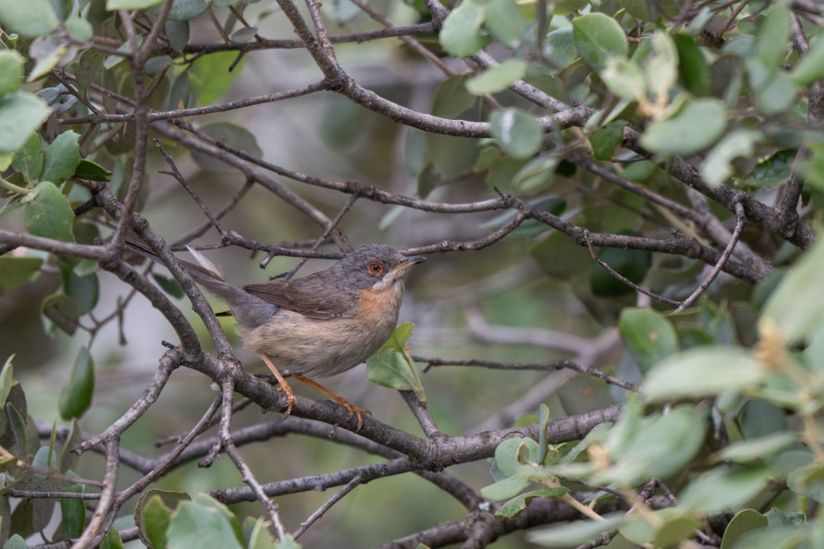 DPPhotography - Extremadura - Western subalpine warbler - D.jpg - Western subalpine warbler - Puentes de Don Francisco, Embalse de José María de Oriol