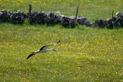 DPPhotography - Extremadura - White stork - C